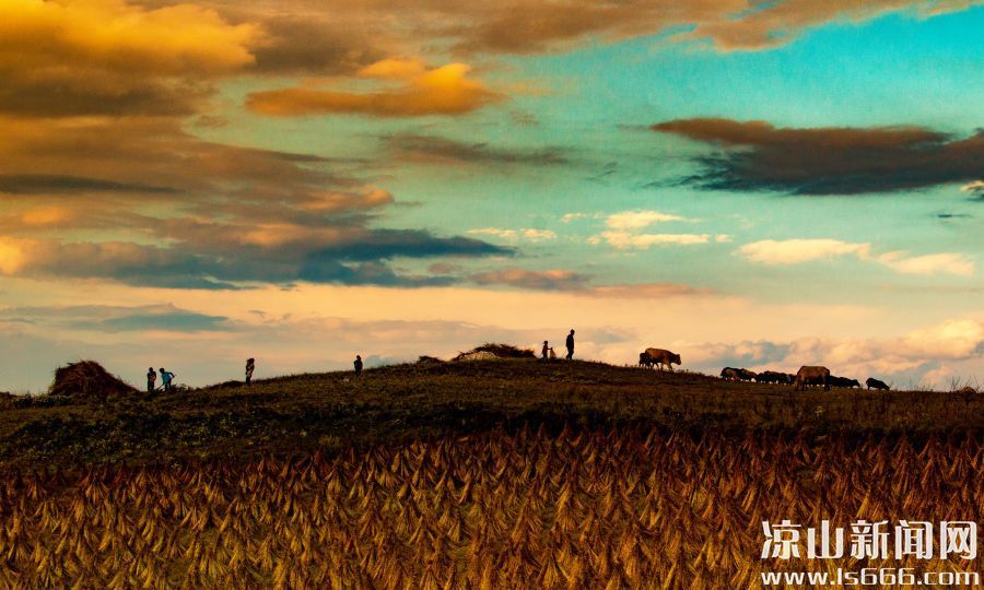 522《秋归》(银奖)作者:陈先平 522《秋归》(银奖)作者:陈先平
