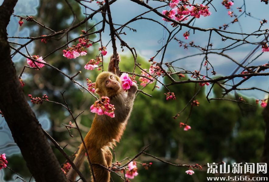 《樱花与猴》(铜奖)作者:尹大兴 《樱花与猴》(铜奖)作者:尹大兴